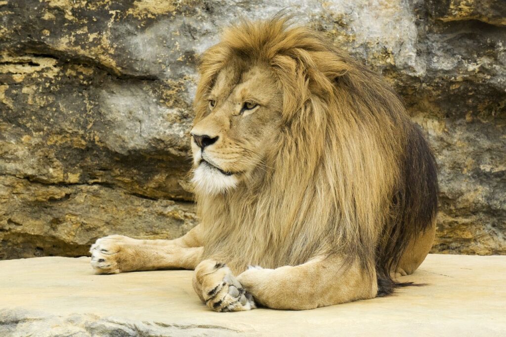 lev, the rock, mane-2120934.jpg